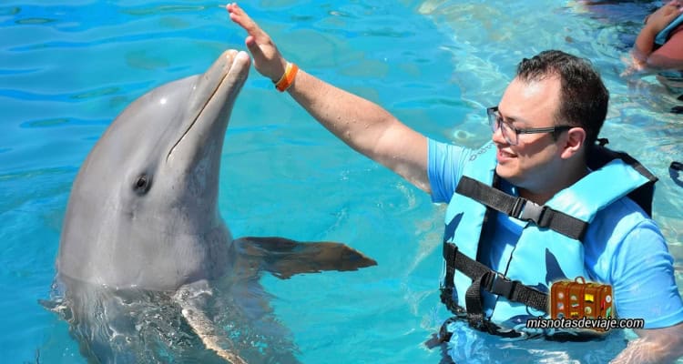 adulto nadando con un delfín